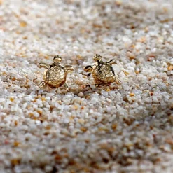 Histoire d'Or Boucles D'oreilles Puces Almahae Tortue Or Jaune Online